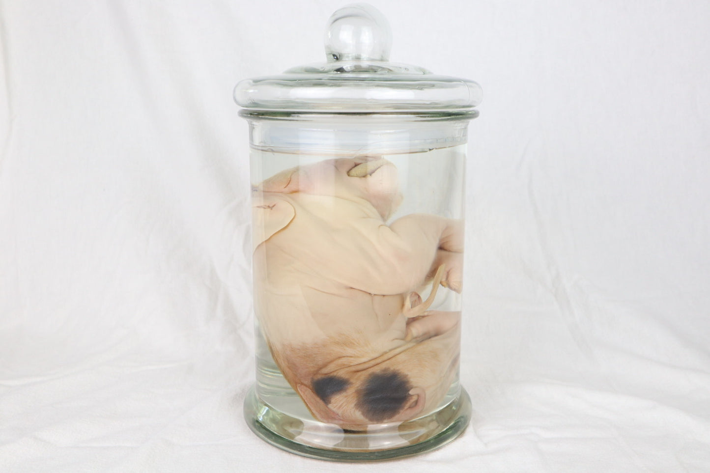 Reserved For Brianna - Wet Specimen Piglet with Congenital Disorders