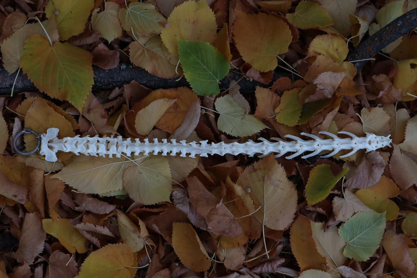 Reserved for Devyn - Bobcat Spinal Column Articulation