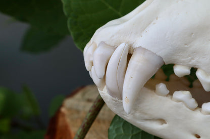 Reserved for Dan - Gray Wolf Skull