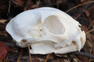 Reserved for Cora - Geriatric Bobcat Skull