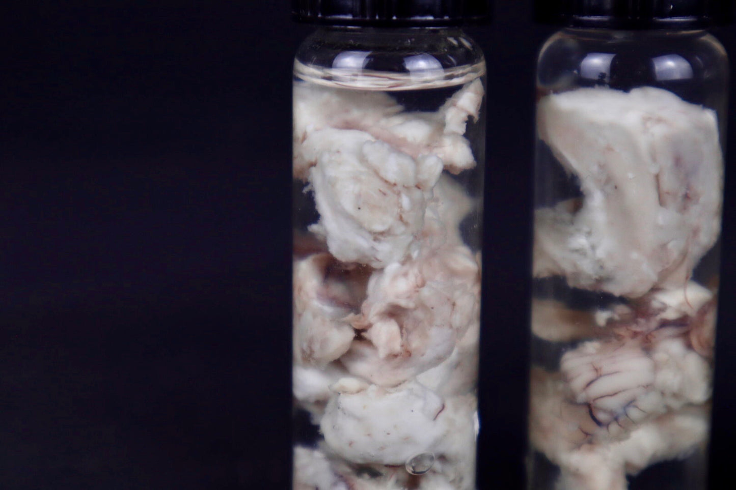 Mountain Lion Brain Bit Wet Specimen