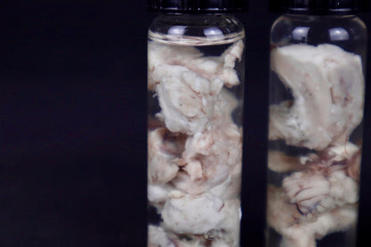 Mountain Lion Brain Bit Wet Specimen