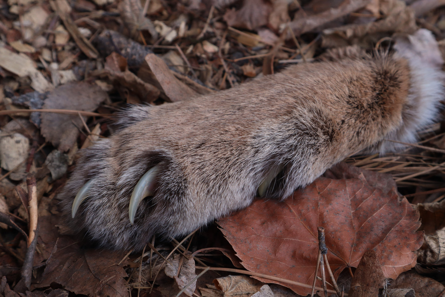 Reserved for Mike - Dry Preserved Mountain Lion Paw