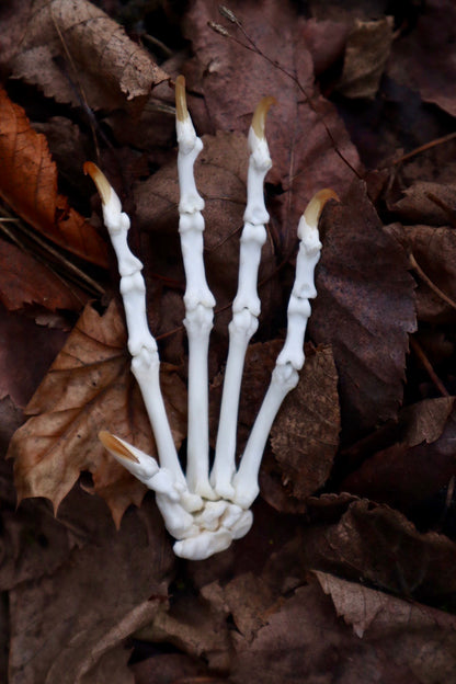 Bobcat Paw Articulation