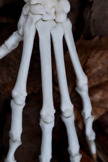 Bobcat Paw Articulation