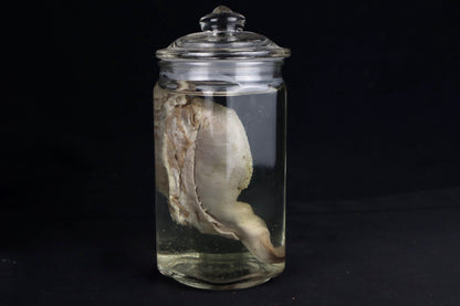Reserved for Jacque - Wet Specimen Goat Tongue