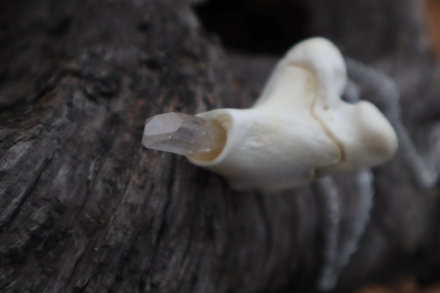 Whitetail Fawn Femur Pendulum with Ouroboros Ring