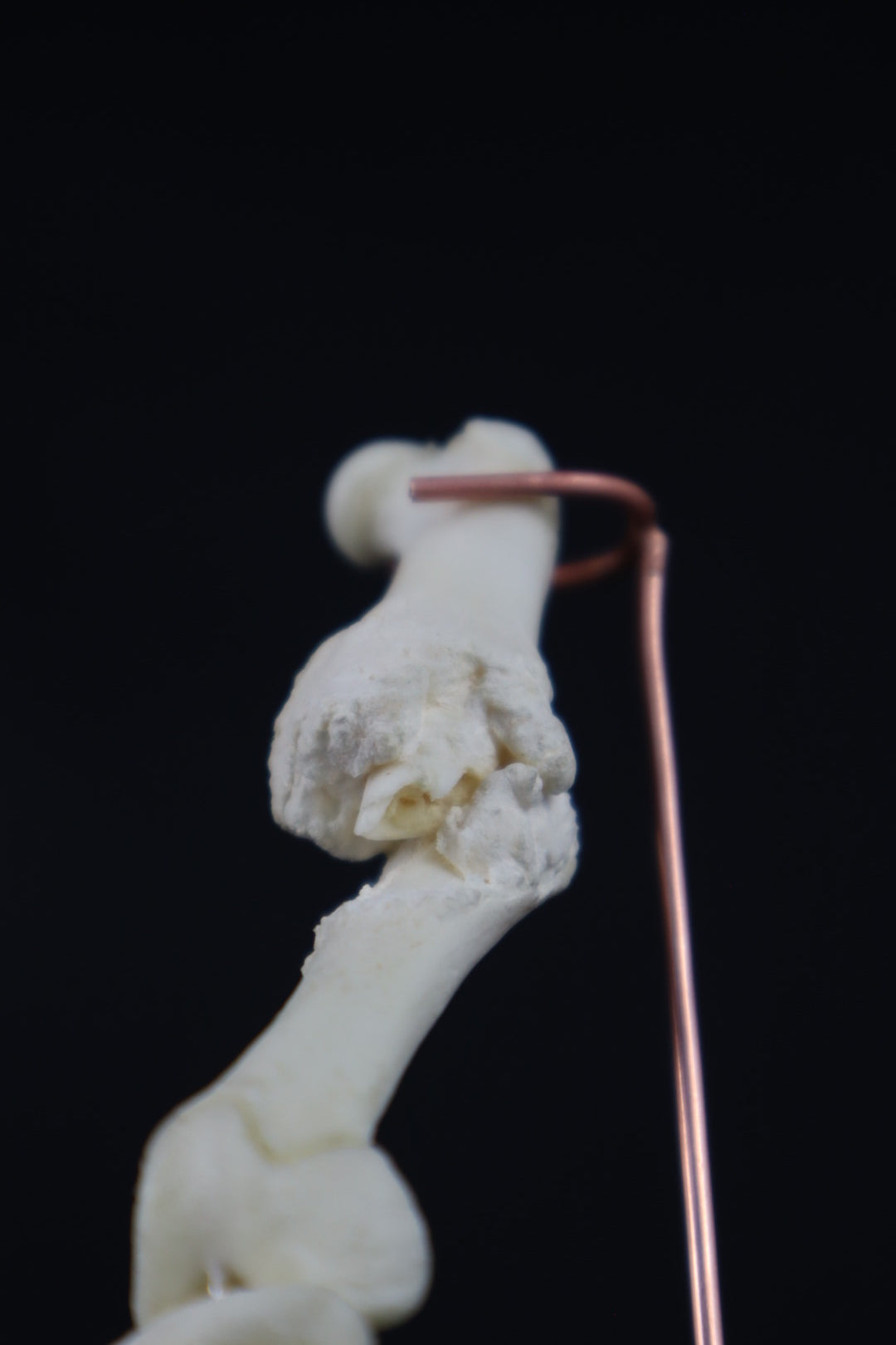 Pathological Domestic Kitten Leg Articulation