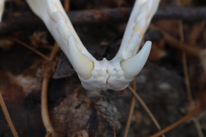 Reserved for Cora - Geriatric Bobcat Skull