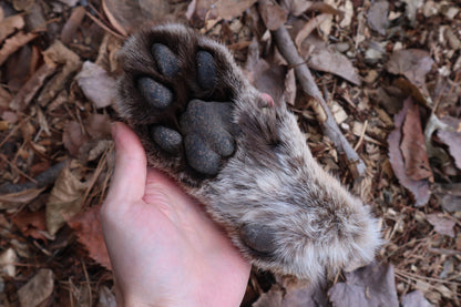 Reserved for Mike - Dry Preserved Mountain Lion Paw
