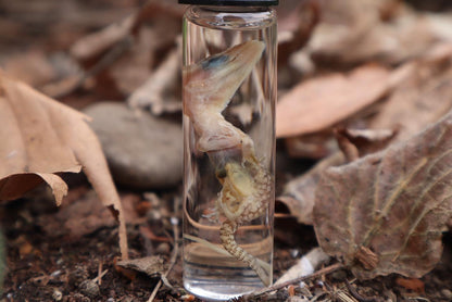 Baby Red Ackie Monitor Wet Specimen