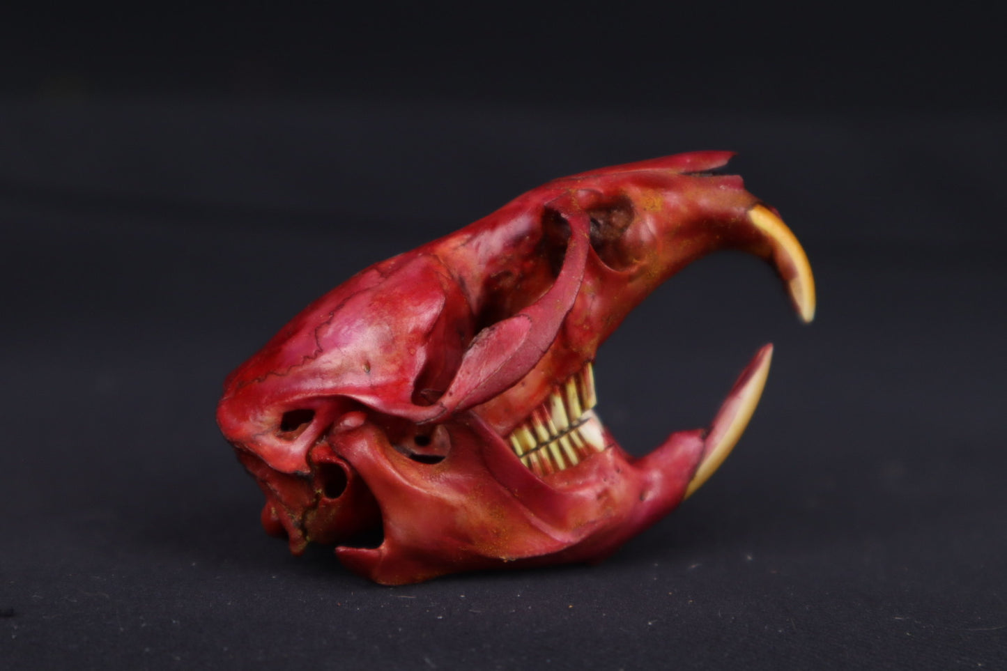 Naturally Stained Muskrat Skull