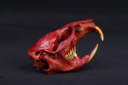 Naturally Stained Muskrat Skull