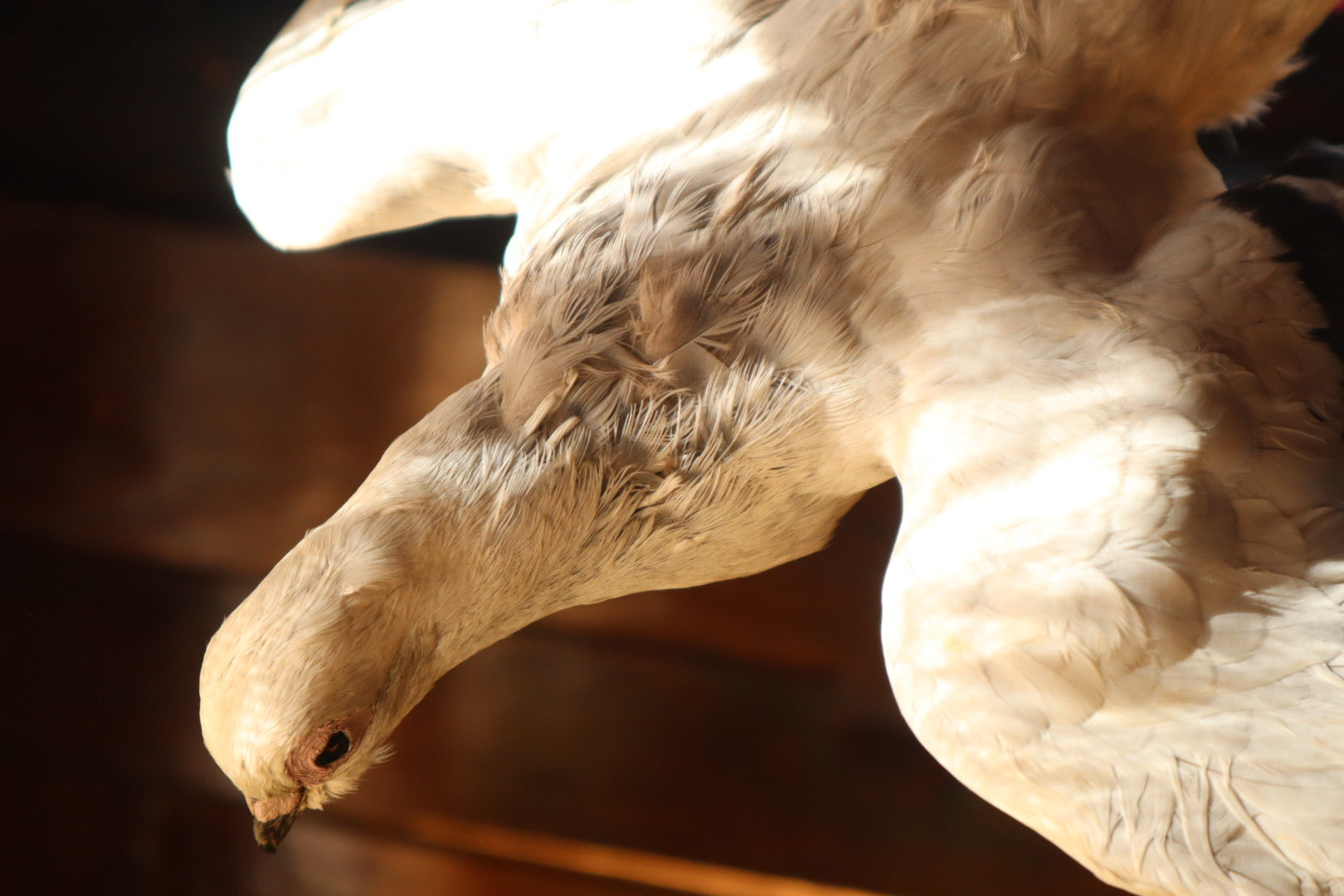 Taxidermy Pigeon