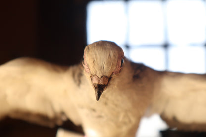 Taxidermy Pigeon