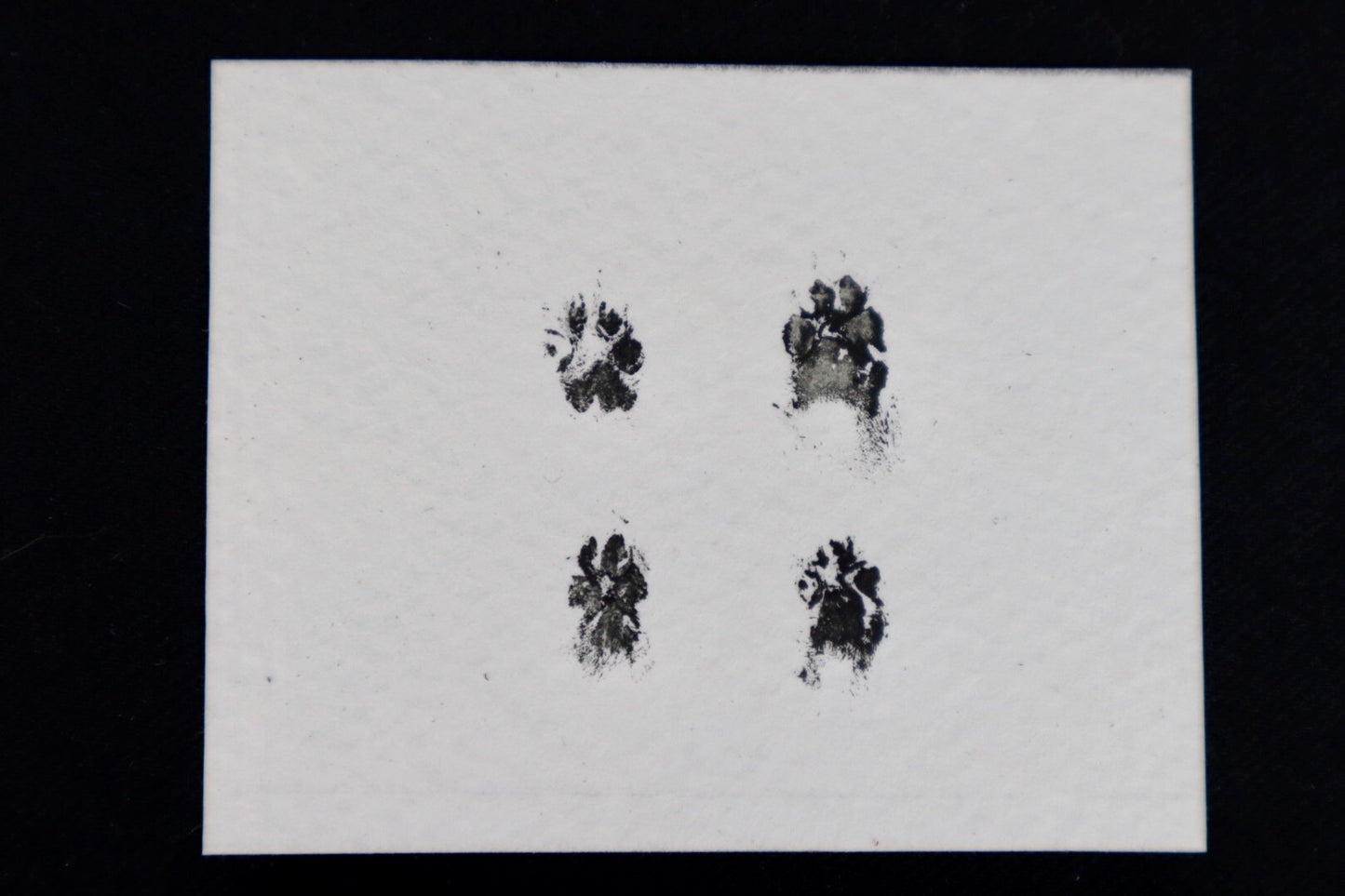 Stillborn Chihuahua Paw Print