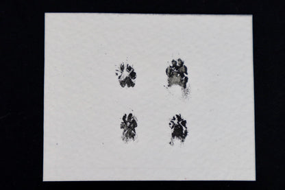 Stillborn Chihuahua Paw Print