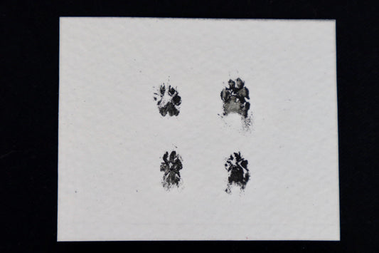 Stillborn Chihuahua Paw Print