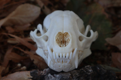 Reserved for Meg - Craft Raccoon Skull