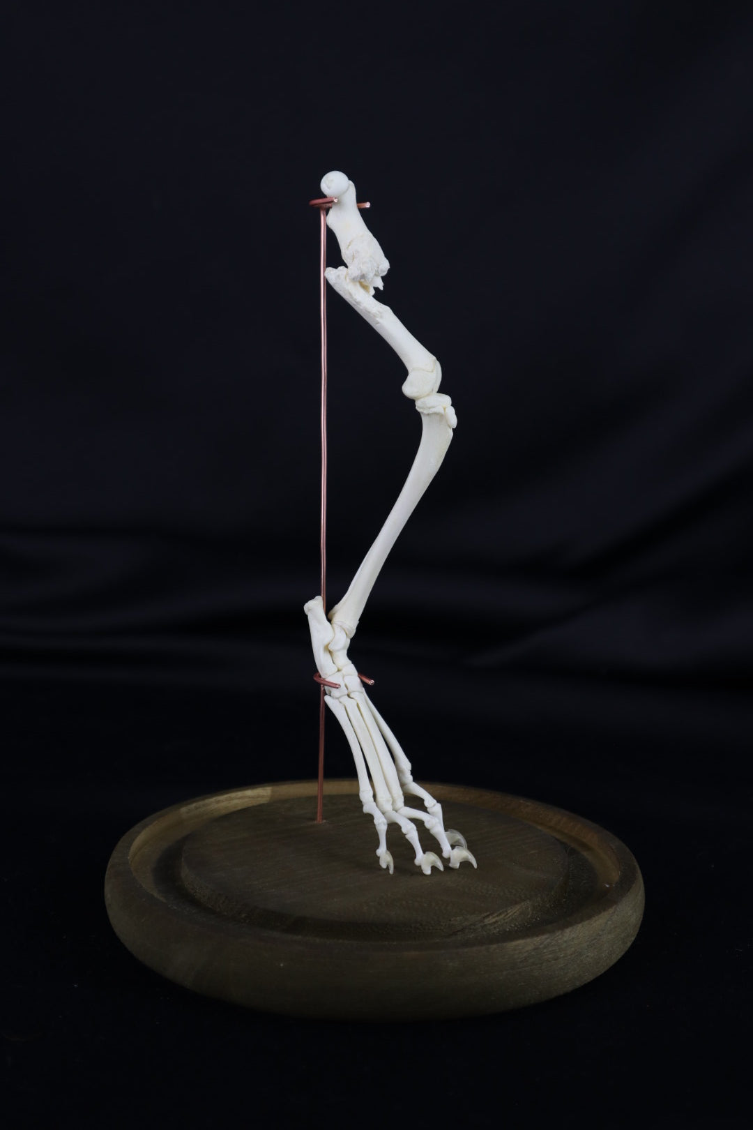 Pathological Domestic Kitten Leg Articulation