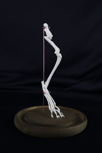 Pathological Domestic Kitten Leg Articulation