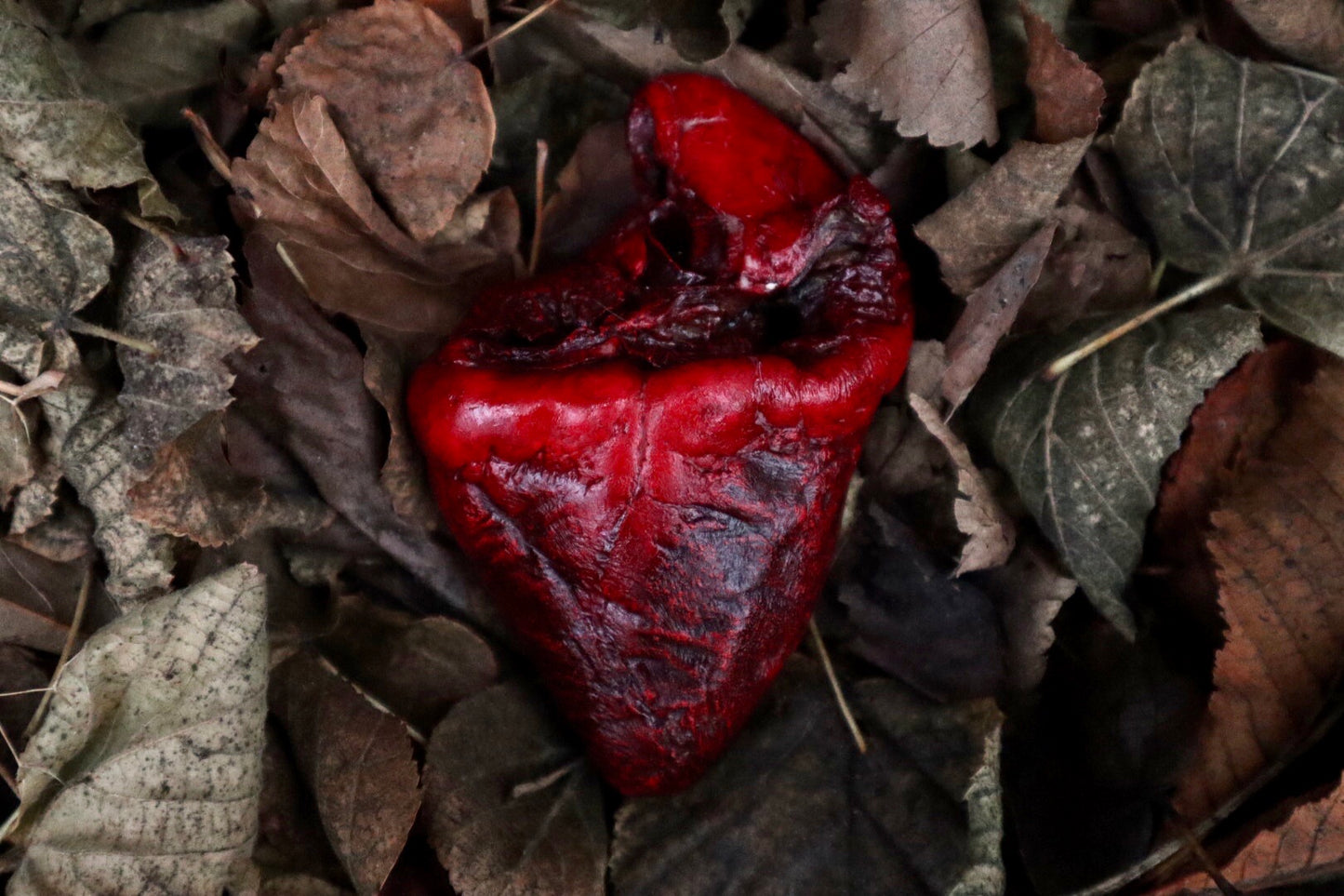 Dry Preserved Lamb Heart