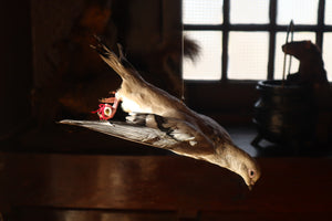 Taxidermy Pigeon