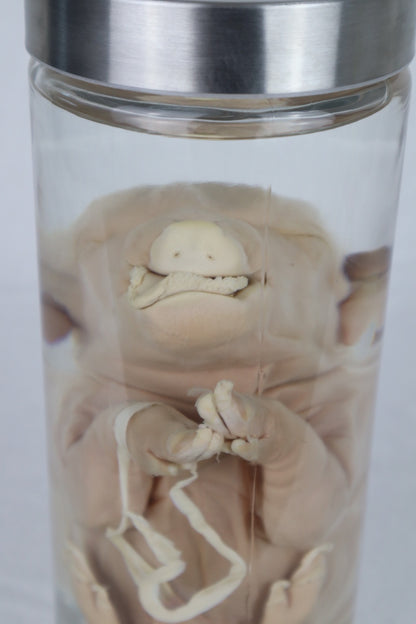 Wet Specimen Piglet with Congenital Disorders