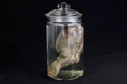 Reserved for Jacque - Wet Specimen Goat Tongue