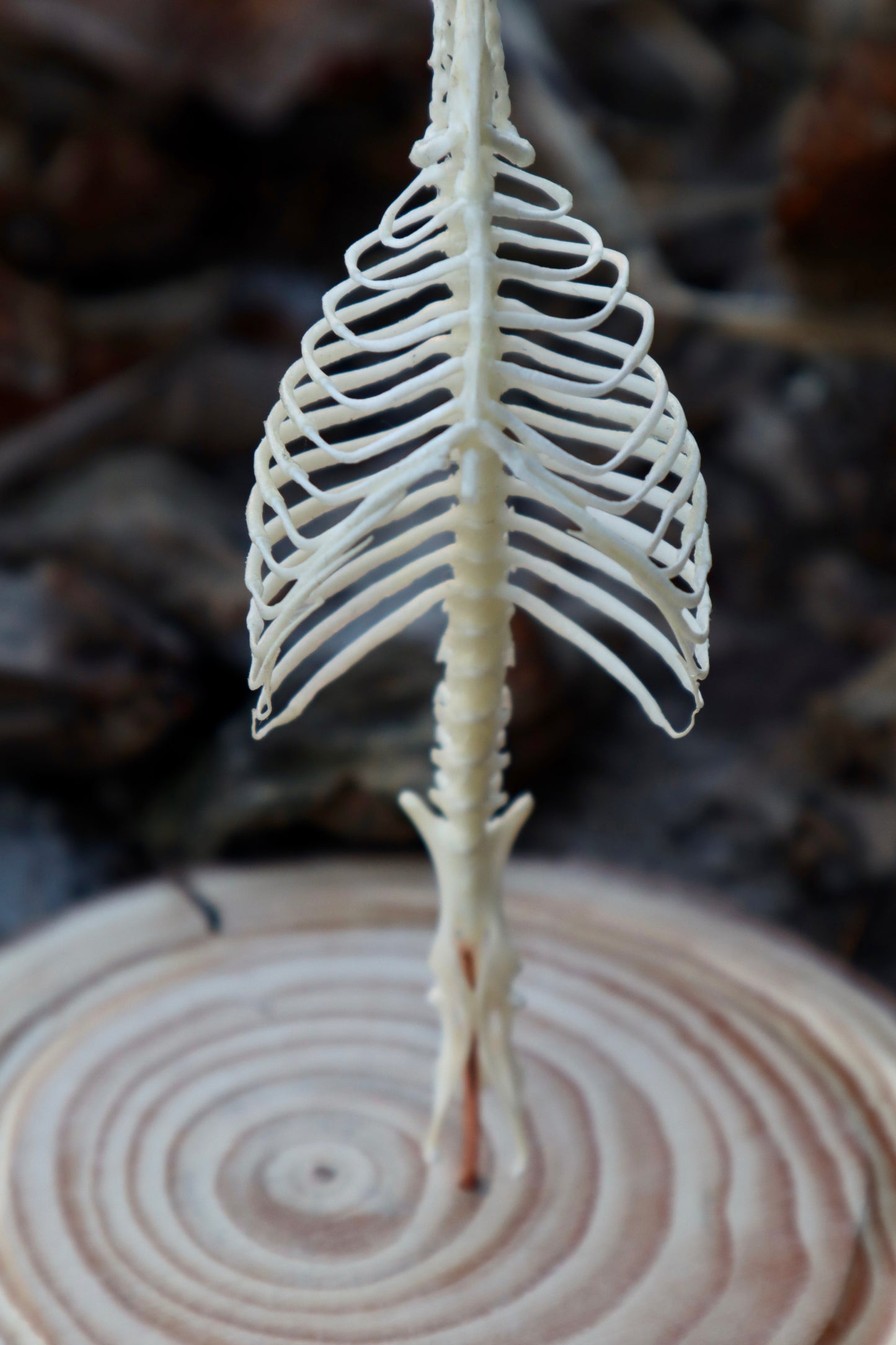 Mole Skull and Articulated Spinal Column