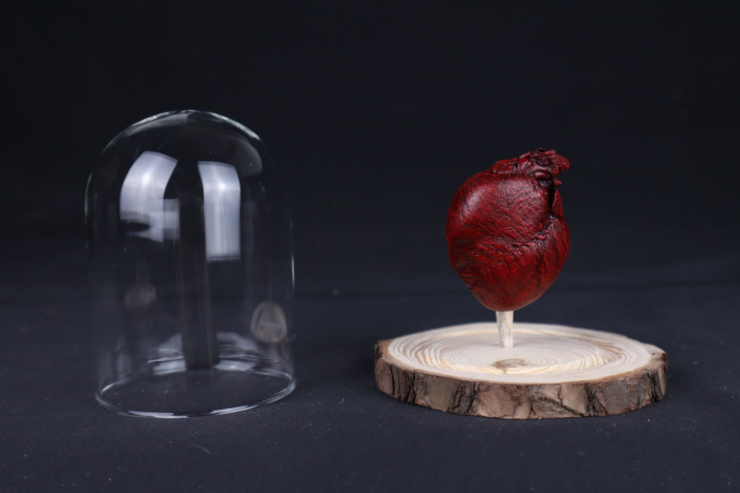Reserved for Sam - Dry Preserved Red Fox Heart in Glass Dome