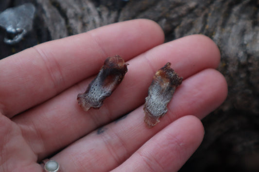 Dry Preserved Kitten Tongue