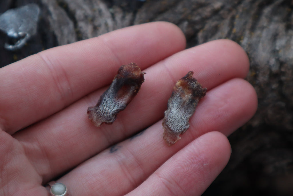 Dry Preserved Kitten Tongue