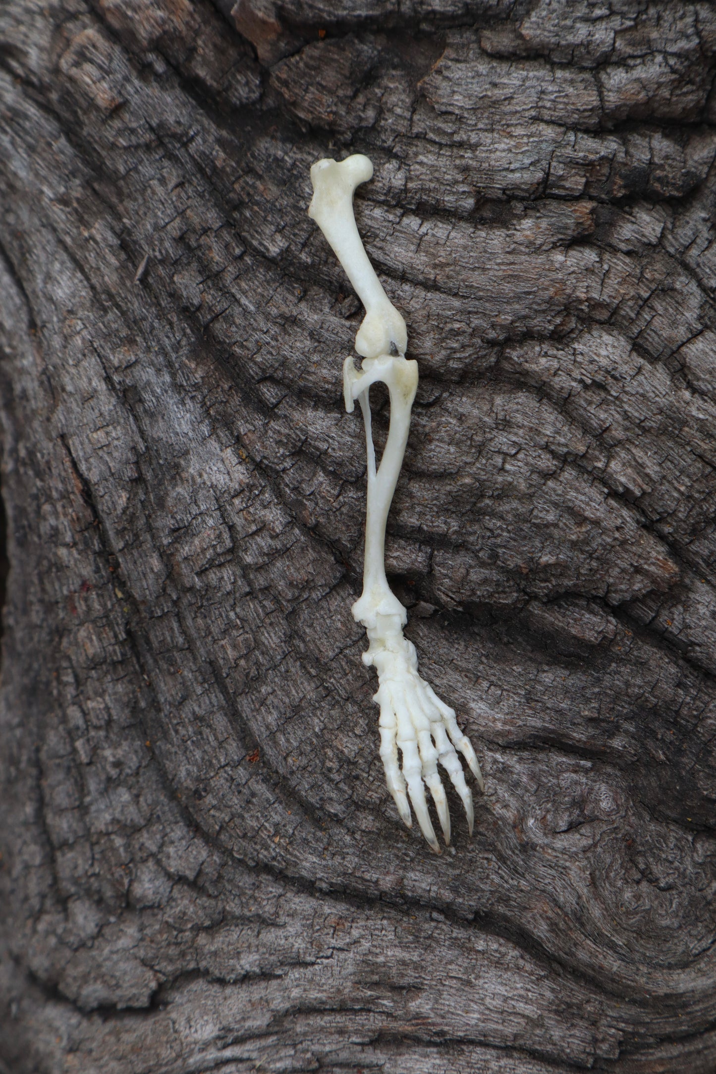 Mole Leg Articulation