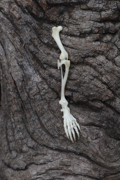 Mole Leg Articulation