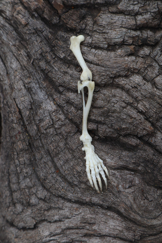 Mole Leg Articulation
