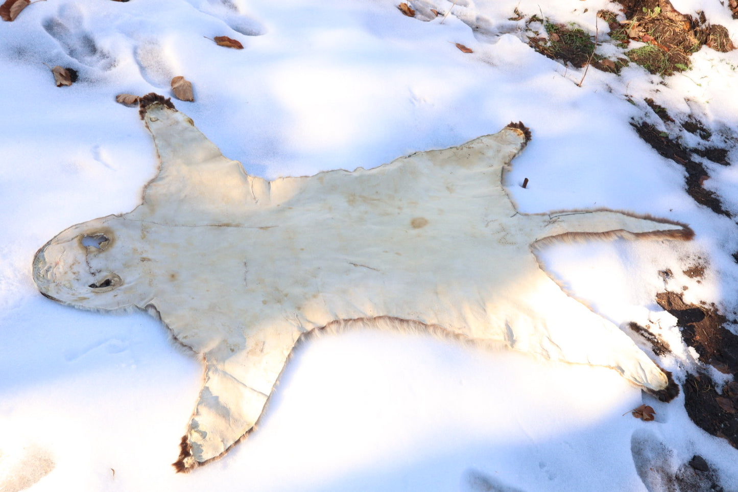 Lifesize Mountain Lion Pelt - Refurbished 1950s Vintage