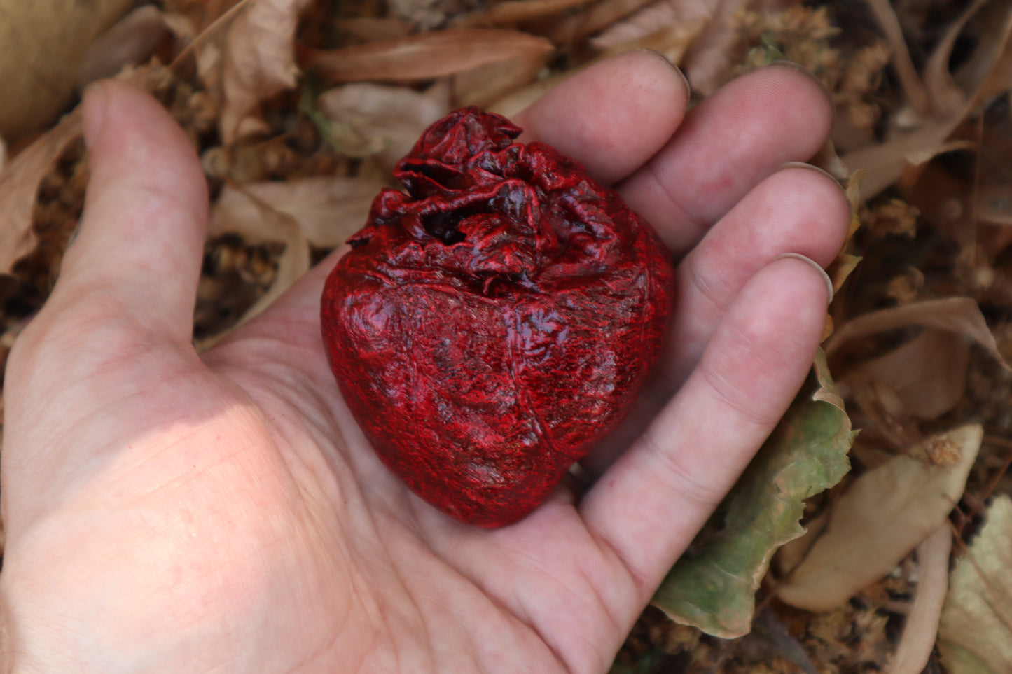 Reserved for Xana - Dry Preserved Coyote Heart