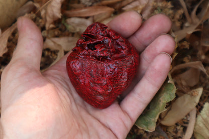 Reserved for Xana - Dry Preserved Coyote Heart