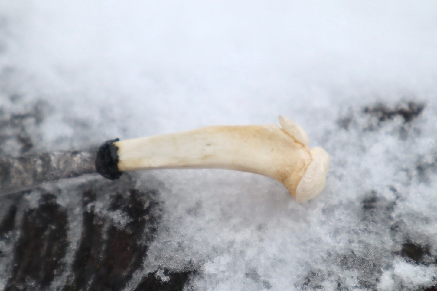 Reserved for Antoinette - Kitten Tibia Knife