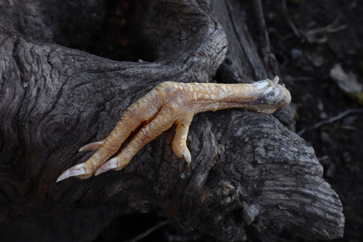 Dry Preserved Chicken Foot
