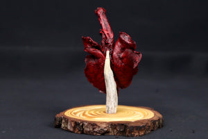 Dry Preserved Red Kangaroo Joey Heart and Lungs in Glass Dome