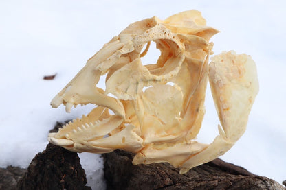 Reserved For Jared - Wrasse Fish Skull