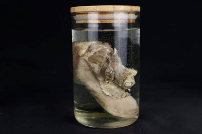 Domestic Goat Tongue Wet Specimen