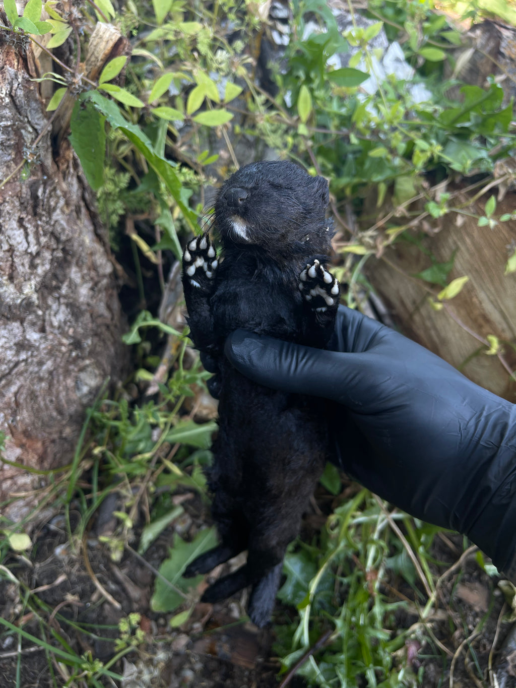 Reserved for Vince - Wet Specimen Melanistic Mink