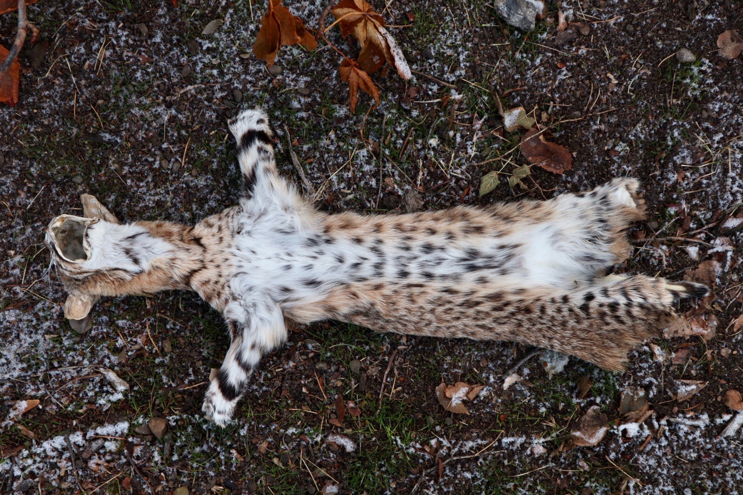 Bobcat Wallhanger