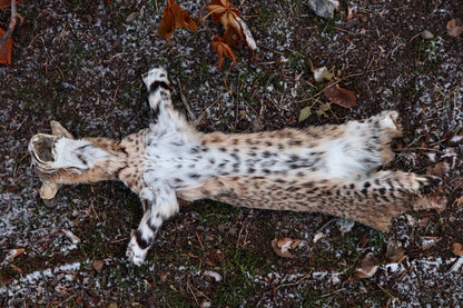Bobcat Wallhanger
