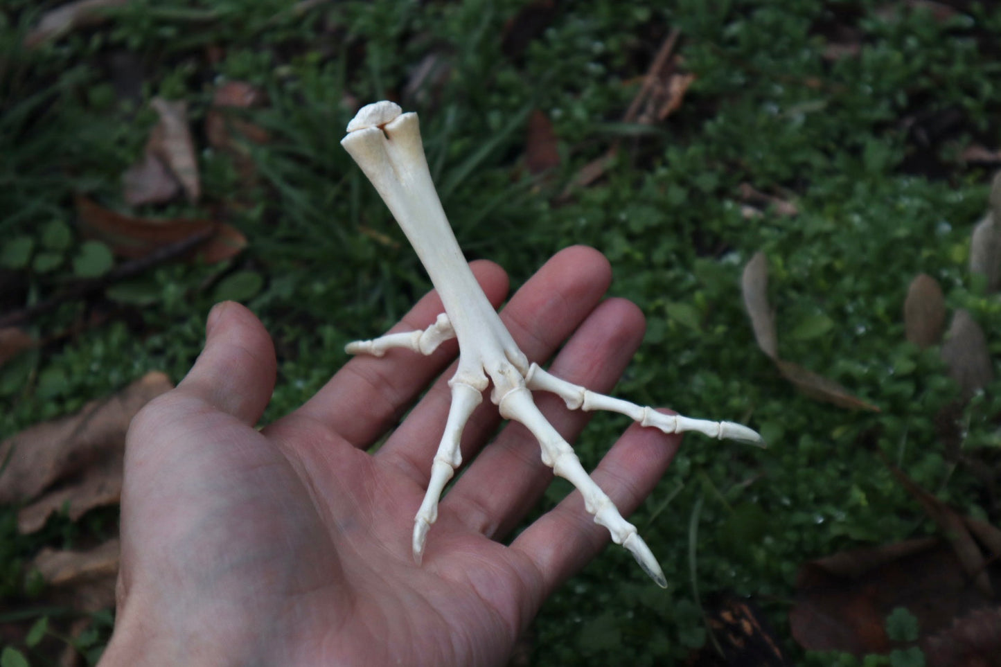 Chicken Foot Articulation