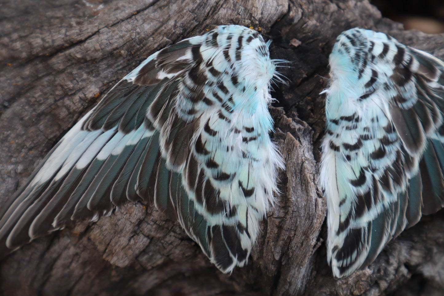 Dry Preserved Parakeet Wings