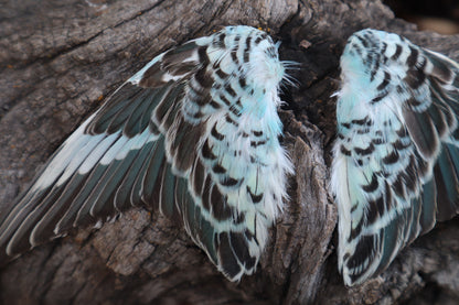 Dry Preserved Parakeet Wings